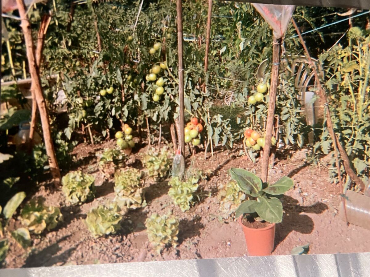 Image description