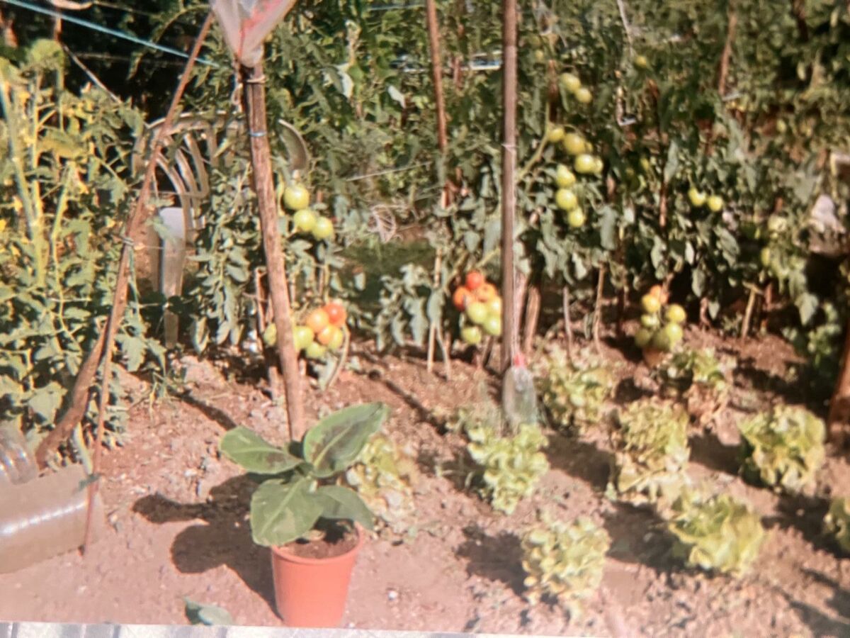 Image description